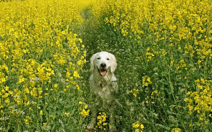 Golden Retriever dog in a field of yellow flowers