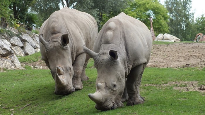 Two white rhinoceroses grazing on grass