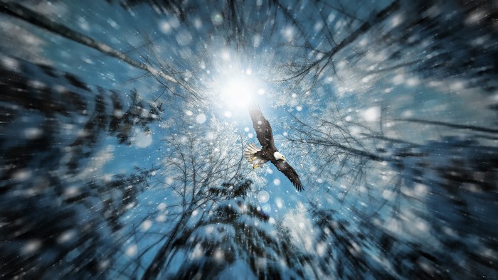 Bald eagle flying through a snowy forest