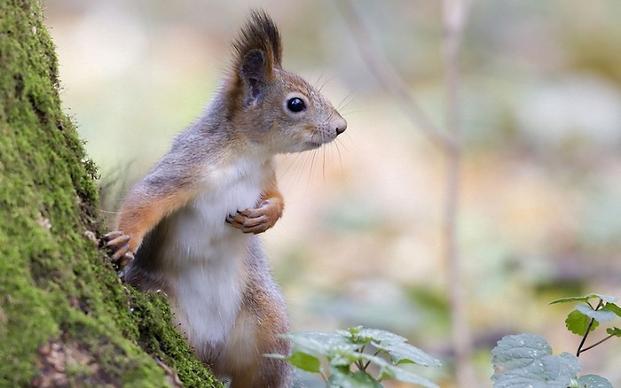 Squirrel on a mossy tree trunk