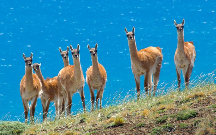 Guanacos standing on a grassy hill overlooking the ocean