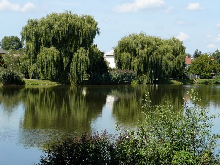 Weeping willows reflected in a calm lake