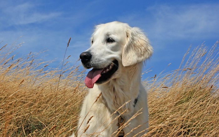 Golden Retriever dog in tall grass under blue sky