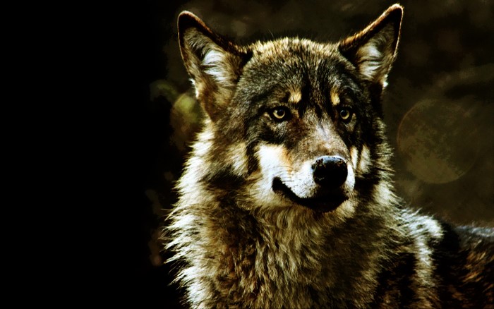Close-up of a wolf's face