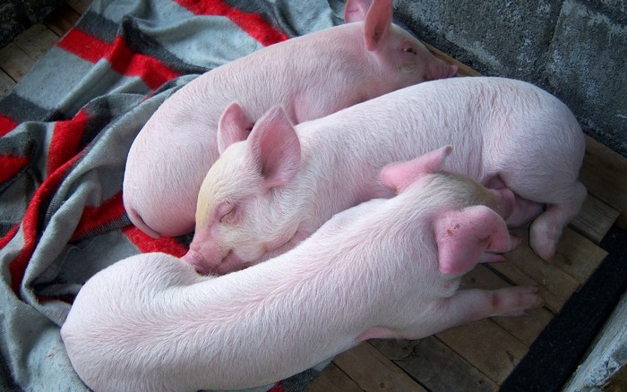 Three piglets sleeping on a blanket