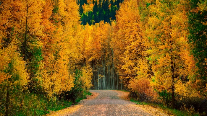 Autumn forest road with yellow trees