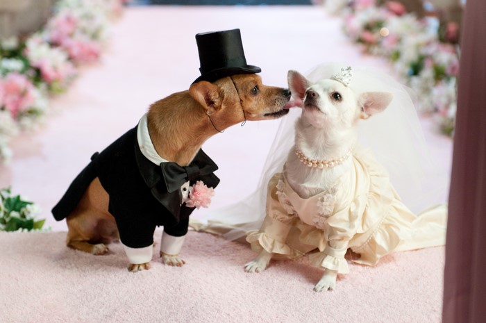 Dogs dressed as bride and groom at a wedding