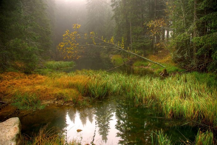 Misty forest with a pond and autumn foliage