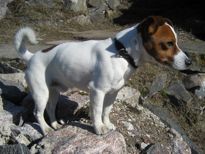 Jack Russell terrier standing on rocks