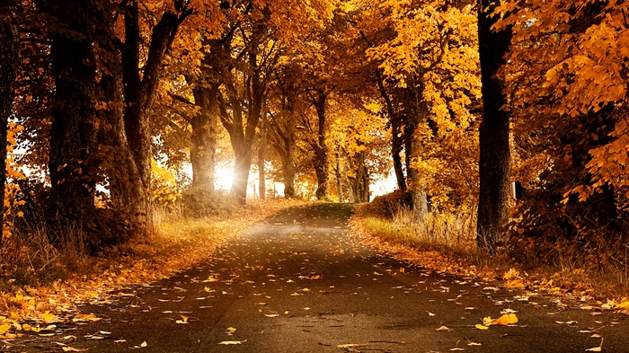 Autumn road lined with trees in fall foliage