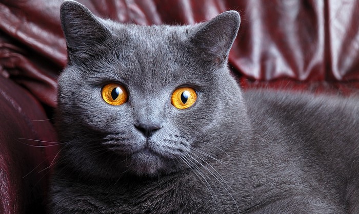 Close-up of a British Shorthair cat