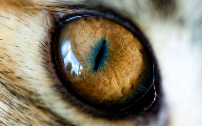 Close-up of a cat's eye