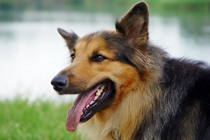 German Shepherd Dog Outdoors