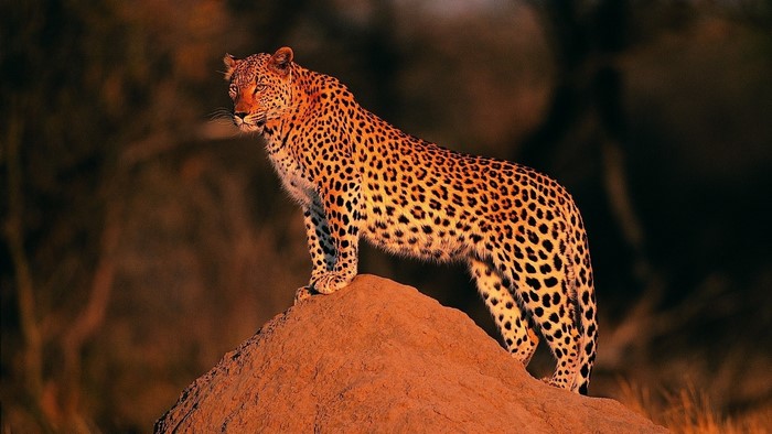 Leopard standing on a termite mound at sunset