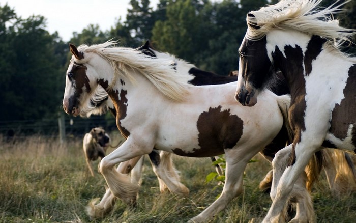 Paint horses running in a field with a dog