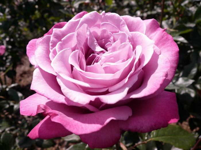 4K Roses