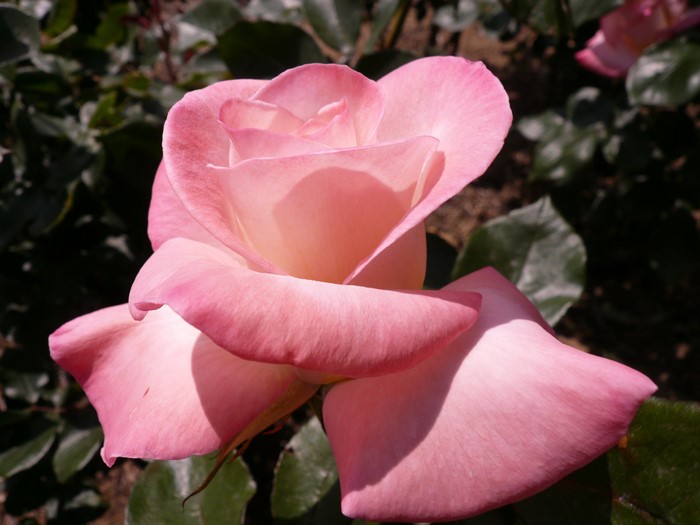 Pink Rose in Bloom