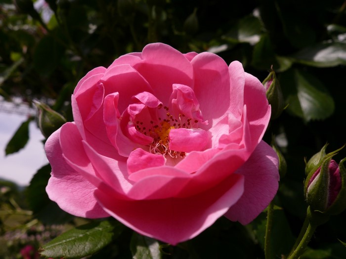 Pink Rose in Bloom