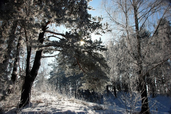 Winter forest with snow and frost on trees