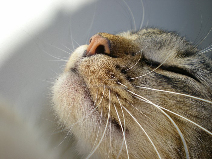 Close-up of a cat's nose and whiskers