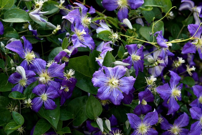 4K Clematis Flowers