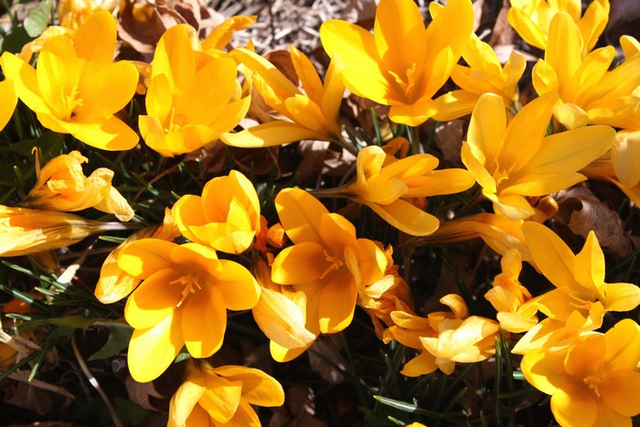 Yellow Crocuses in Sunlight