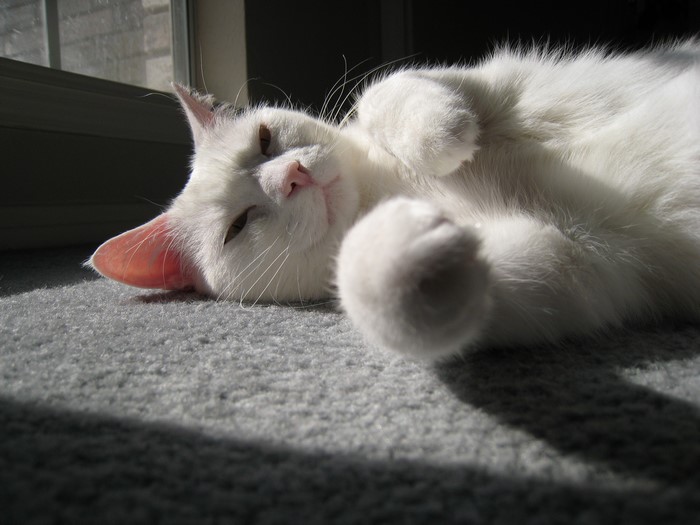 White cat lying on a carpet in sunlight