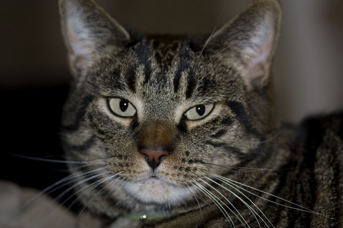 Close-up of a tabby cat's face