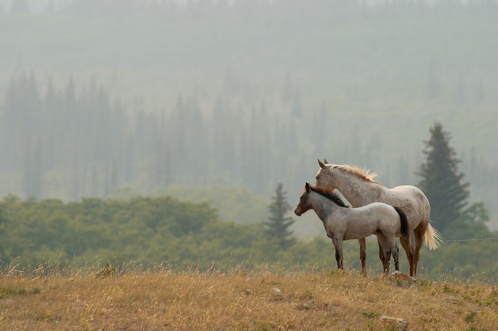 Mother and foal horses on a grassy hill
