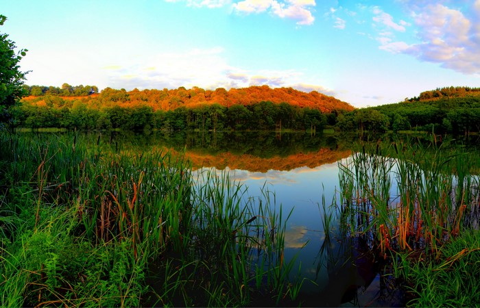 Lake with reeds and forest reflection