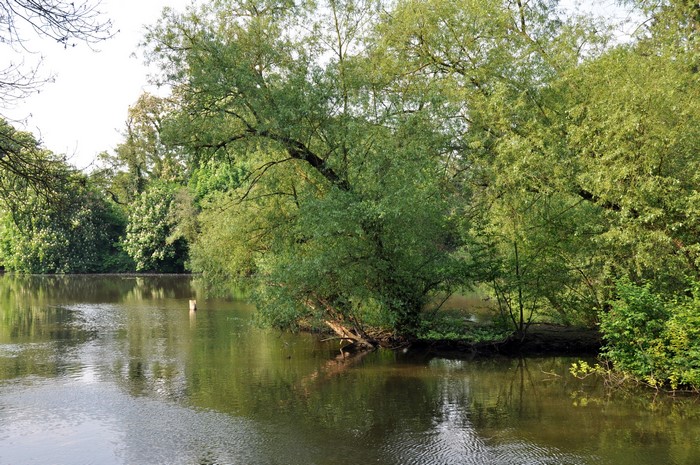 Trees overhanging a calm river