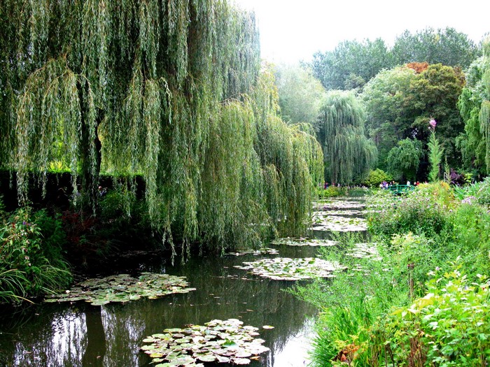 A tranquil garden with a pond and weeping willow trees