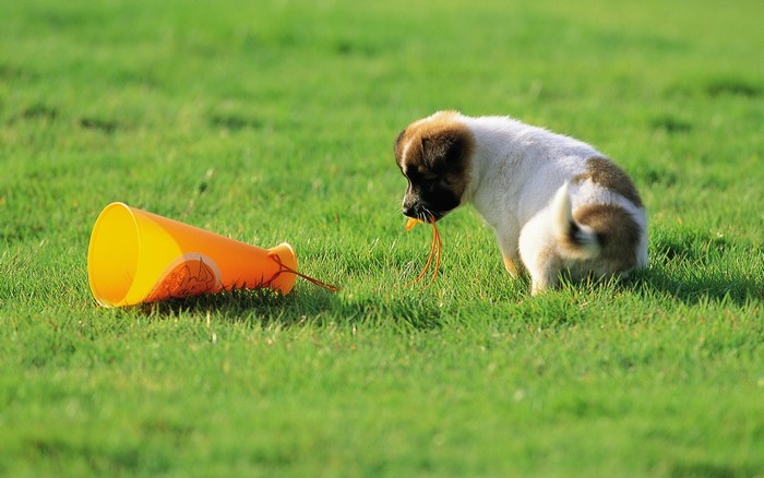 Puppy playing with a toy on grass