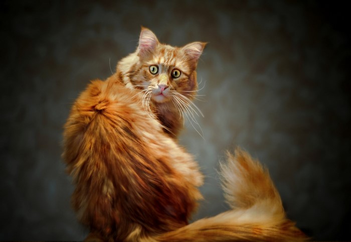 Orange Maine Coon Cat Looking Back