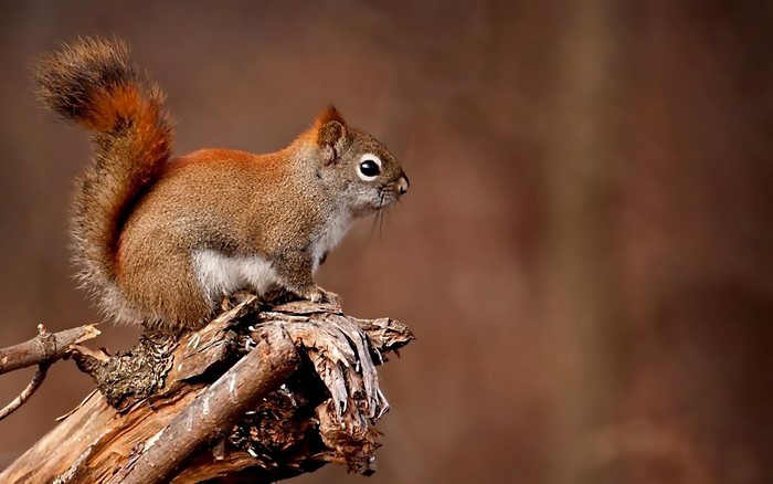 Red squirrel perched on a branch
