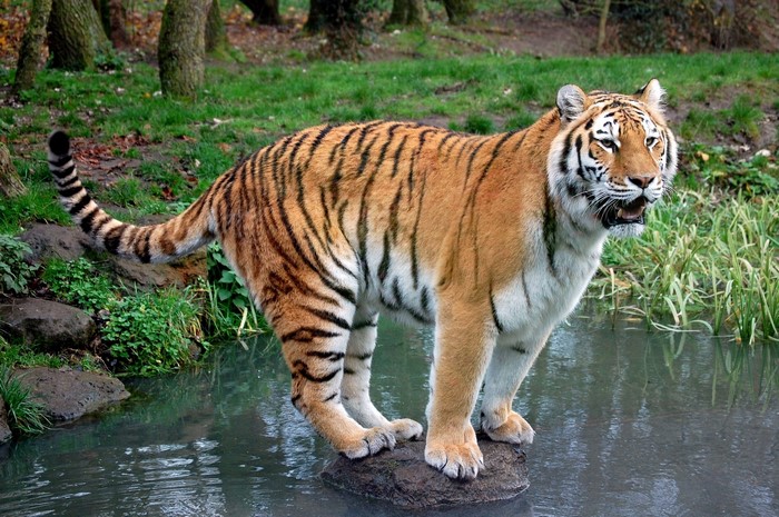 Tiger standing on a rock in water