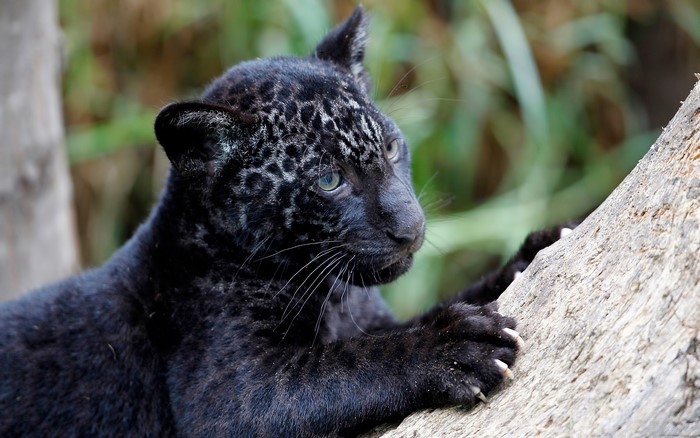 Black Jaguar Cub on a Tree Branch