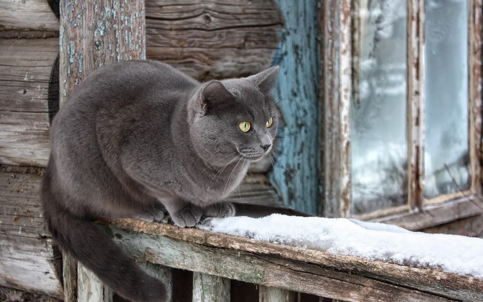 A grey cat sits on a snowy ledge