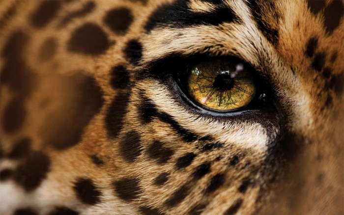 Close-up of a Jaguar's eye and fur