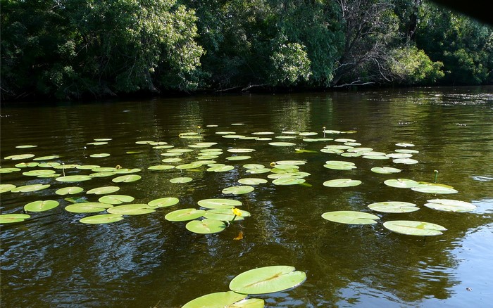 Lily pads on a dark river with trees