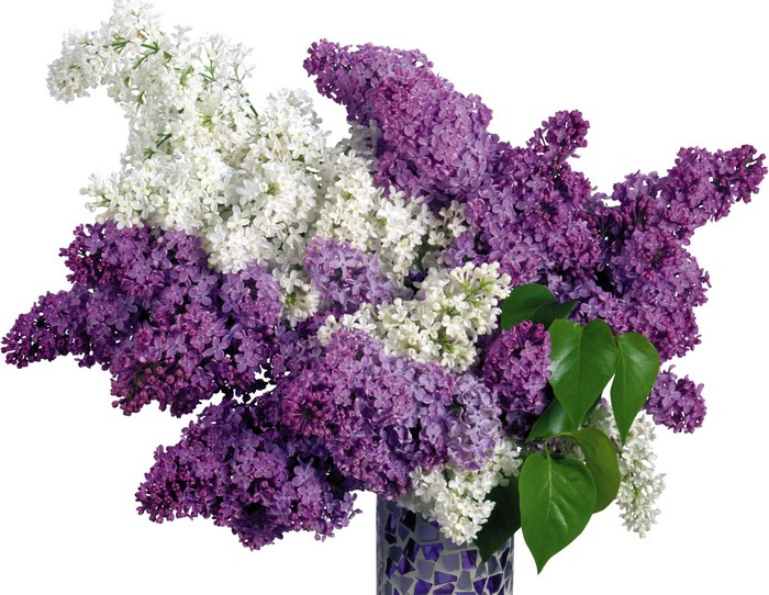 Bouquet of white and purple lilacs in a vase