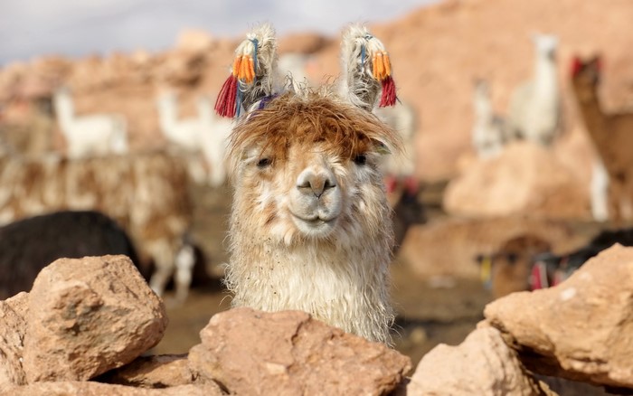 Llama with colorful tassels on ears in a herd