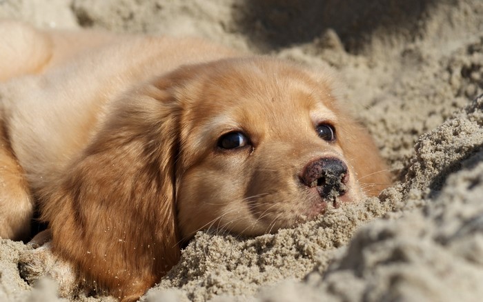 Golden Retriever puppy lying in the sand