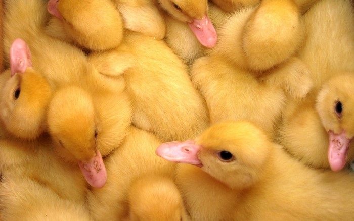 A close-up of a group of fluffy yellow ducklings
