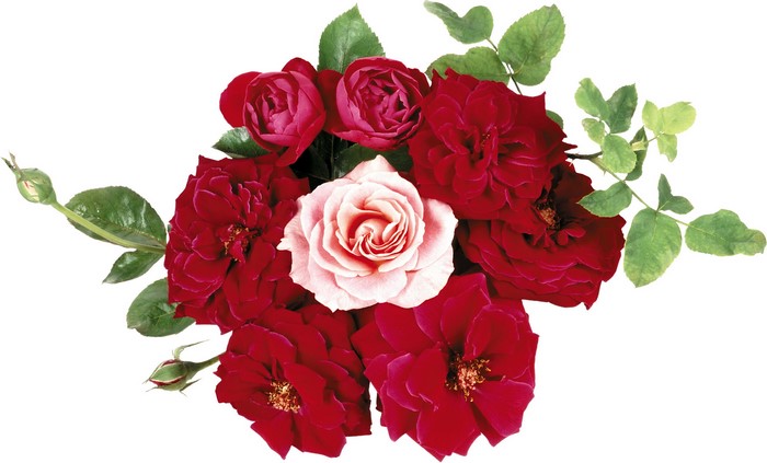 Bouquet of red and pink roses with green leaves