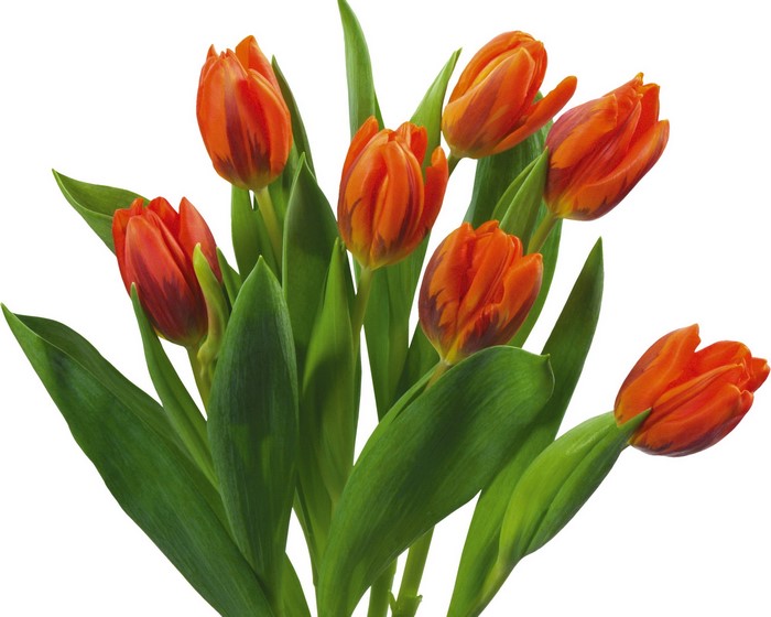 A bouquet of orange tulips