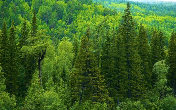 Dense green forest with tall evergreen trees