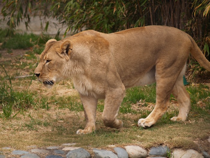 Lioness walking in a grassy enclosure