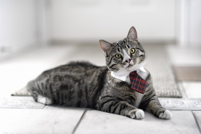 Tabby cat wearing a tie and collar