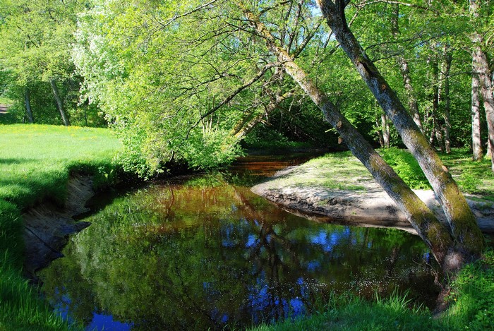 A winding river flows through a sun-dappled forest